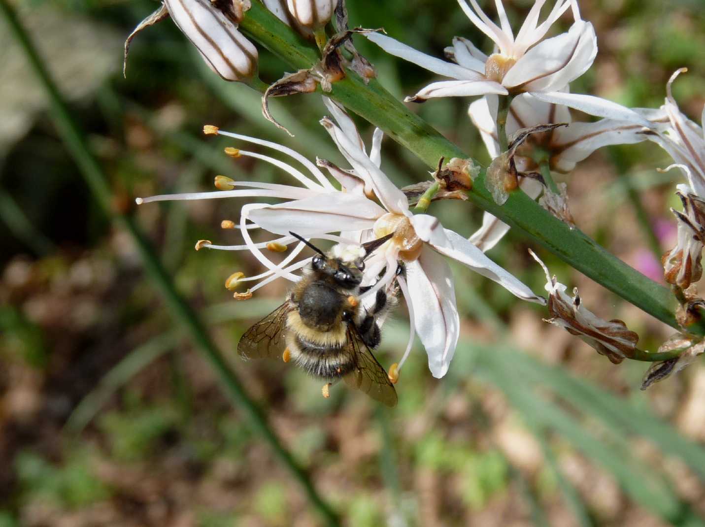 Anthophora plumipes (?)